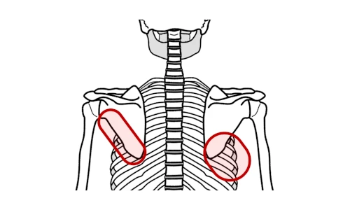 肩(肩甲骨)や背中の左右どちらかで感じる肩(肩甲骨)や背中の痛み