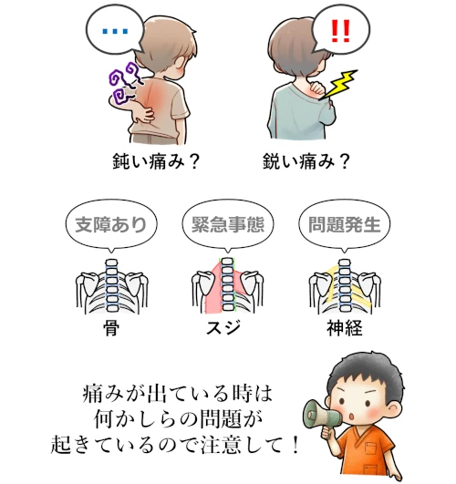 肩(肩甲骨)や背中の痛みについて