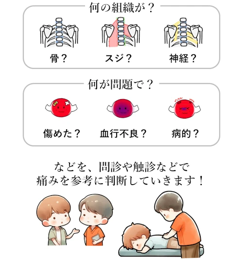 肩(肩甲骨)や背中の痛みについて