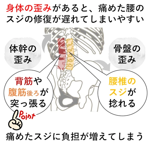 腰痛に影響する関節